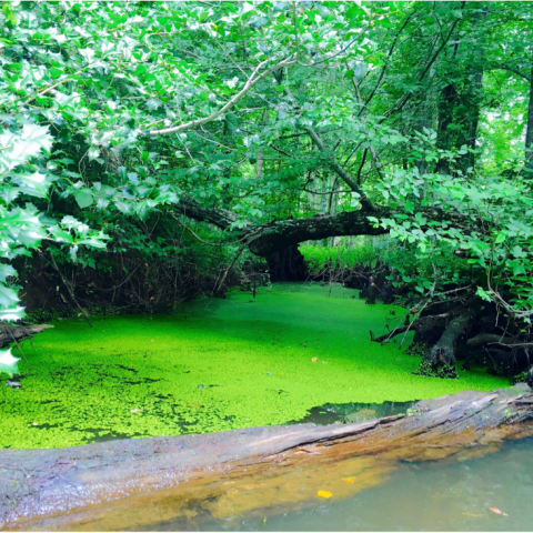 a body of water surrounded by trees