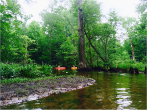 a boat on a river surrounded by forest