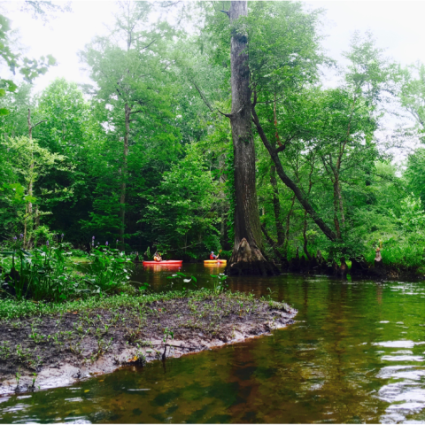 a boat on a river surrounded by forest